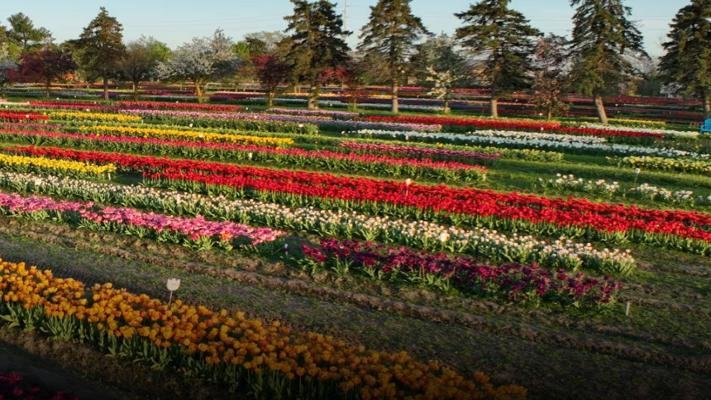 Tulip Time Festival in Holland, MI